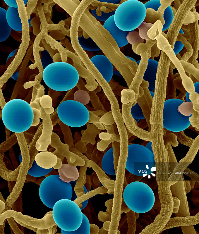 稻黑孢菌孢子化扫描电镜图片素材