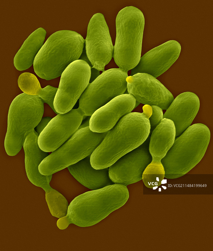 粘液红酵母菌，扫描电镜图片素材