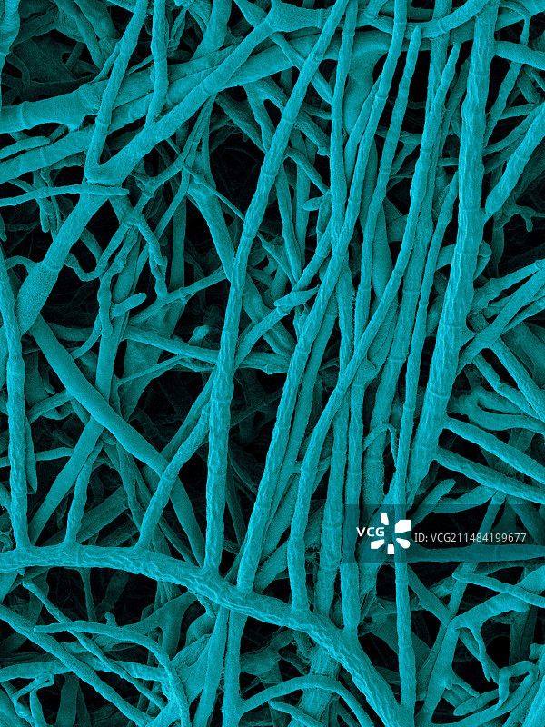 疣状弯孢菌分隔菌丝扫描电镜图图片素材