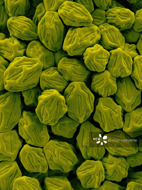 米根霉菌孢子扫描电镜图图片素材