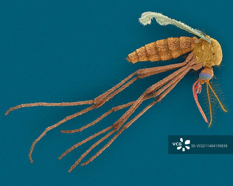 亚洲虎蚊雌蚊扫描电镜图图片素材