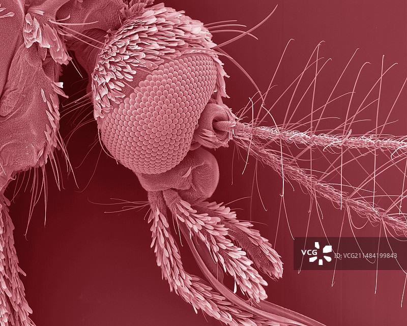 蚊子头部（扫描电镜显微图）图片素材