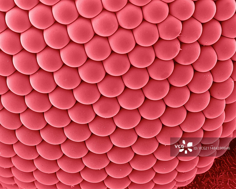 蚊子复眼扫描电镜图图片素材