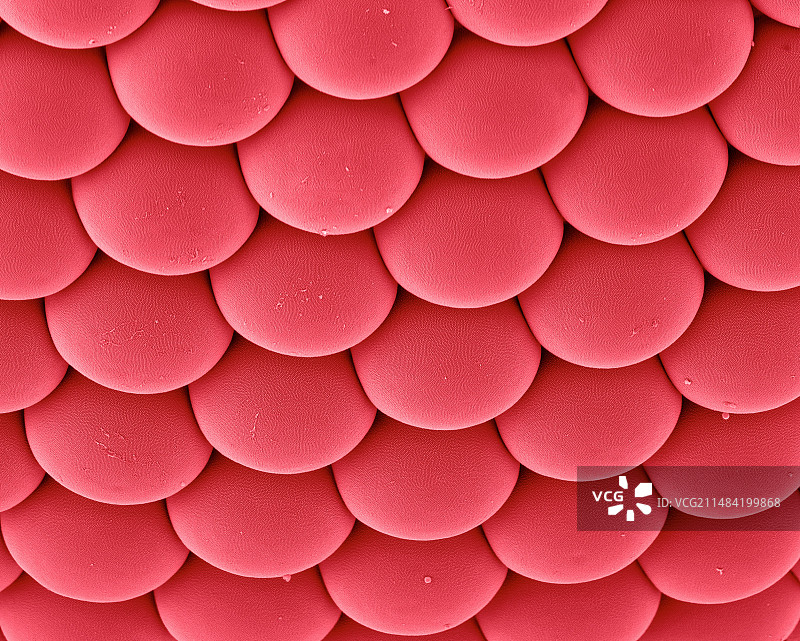 蚊子单眼，扫描电镜图片素材