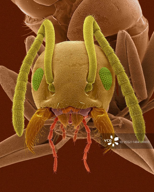 臭蚁，扫描电镜图片素材