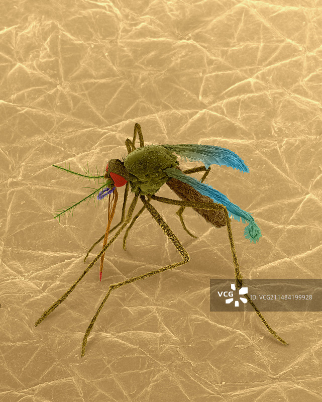 人皮肤上的蚊子（扫描电子显微镜图）图片素材