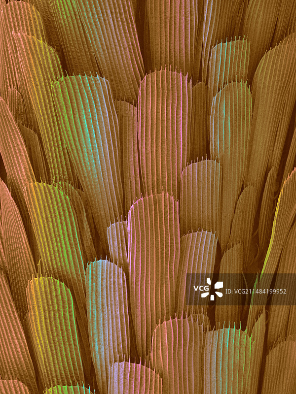 盐沼黑蚊腿部鳞片扫描电镜图图片素材