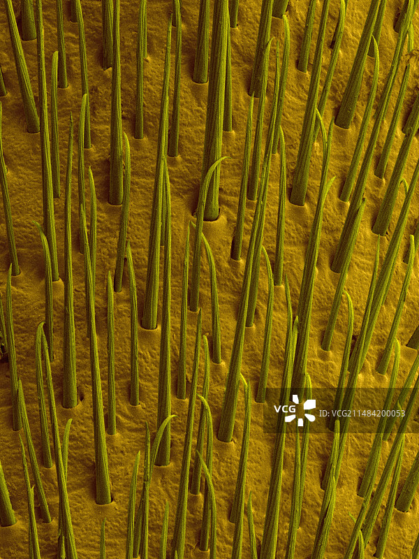 水黾腿部扫描电镜图图片素材