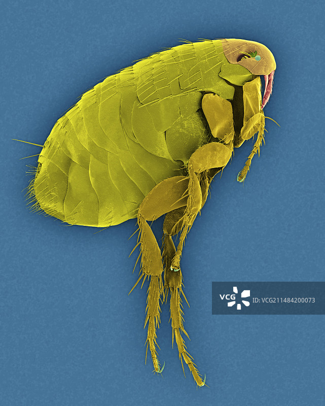 东方鼠蚤扫描电镜图图片素材