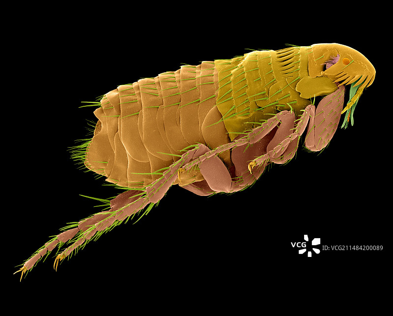 猫跳蚤，扫描电镜图片素材