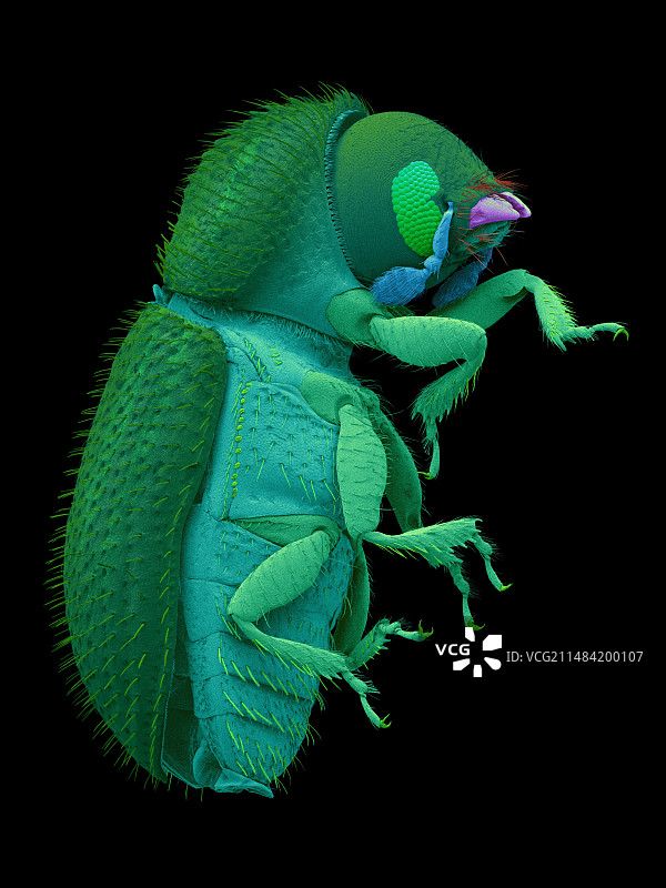 咖啡浆果蛀虫，扫描电子显微镜图片素材