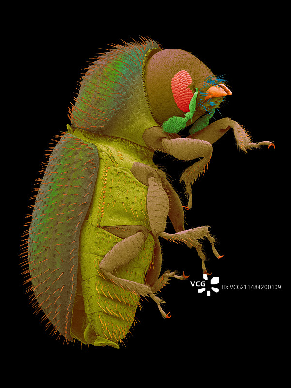 咖啡浆果蛀虫，扫描电子显微镜图片素材