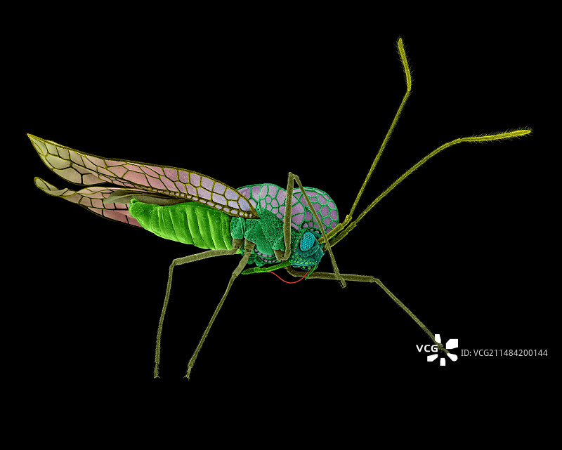 杜鹃网蝽扫描电镜图图片素材