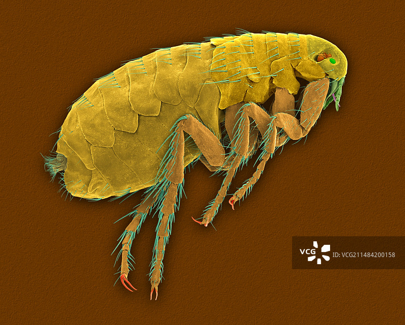 哺乳动物或人蚤（伪），扫描电镜图片素材