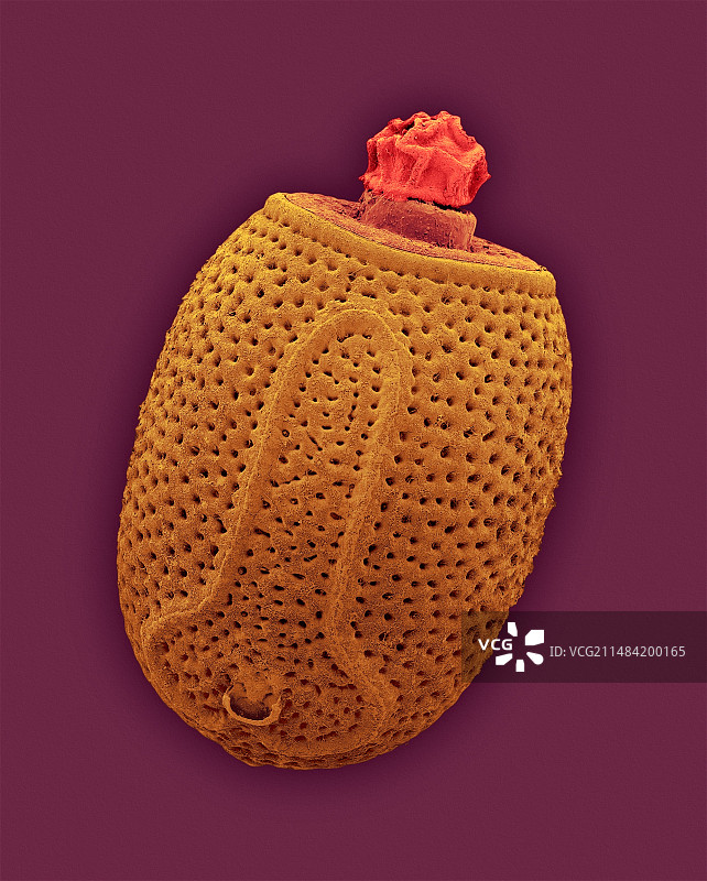 竹节虫卵壳，扫描电子显微镜图像图片素材