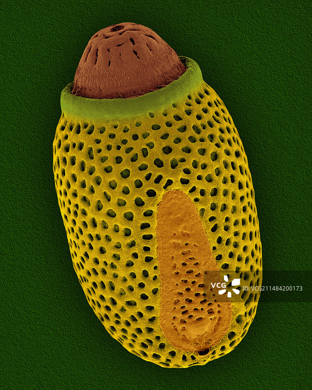 竹节虫卵壳，扫描电子显微镜图像图片素材