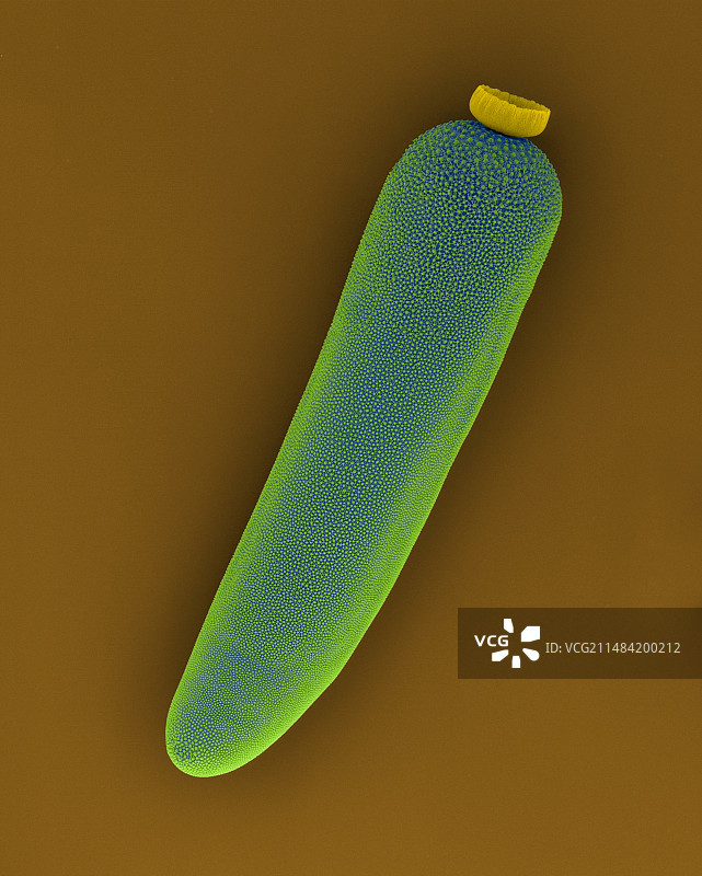 蚊子的卵壳，扫描电镜图片素材