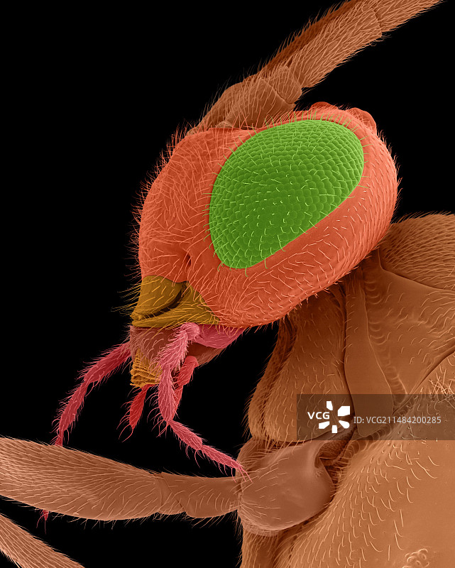 烟草天蛾寄生蜂，扫描电镜图片素材