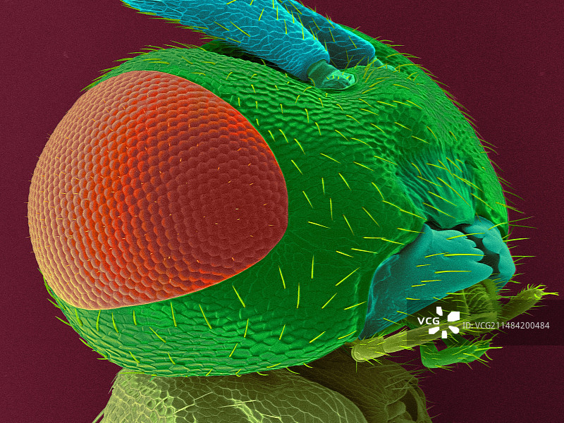 寄生蜂头部扫描电镜图图片素材