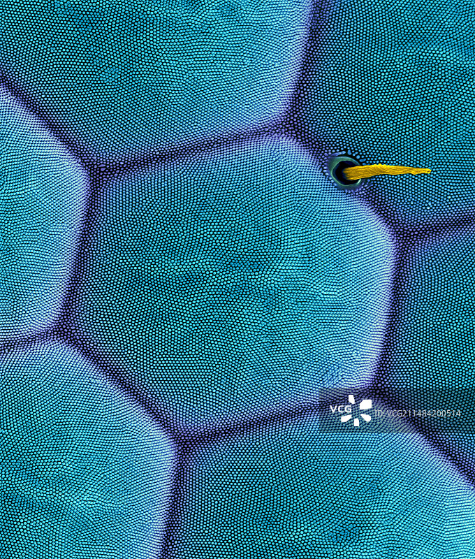 蓑蛾复眼，SEM图片素材