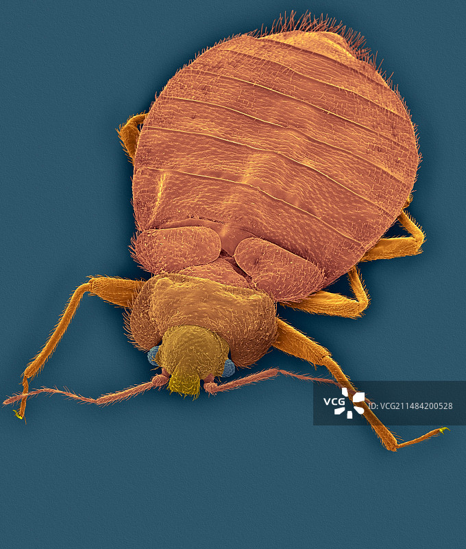 臭虫，扫描电子显微镜图片素材