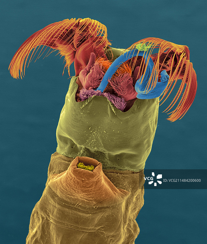 黑色蝇幼虫，扫描电镜显微照片图片素材