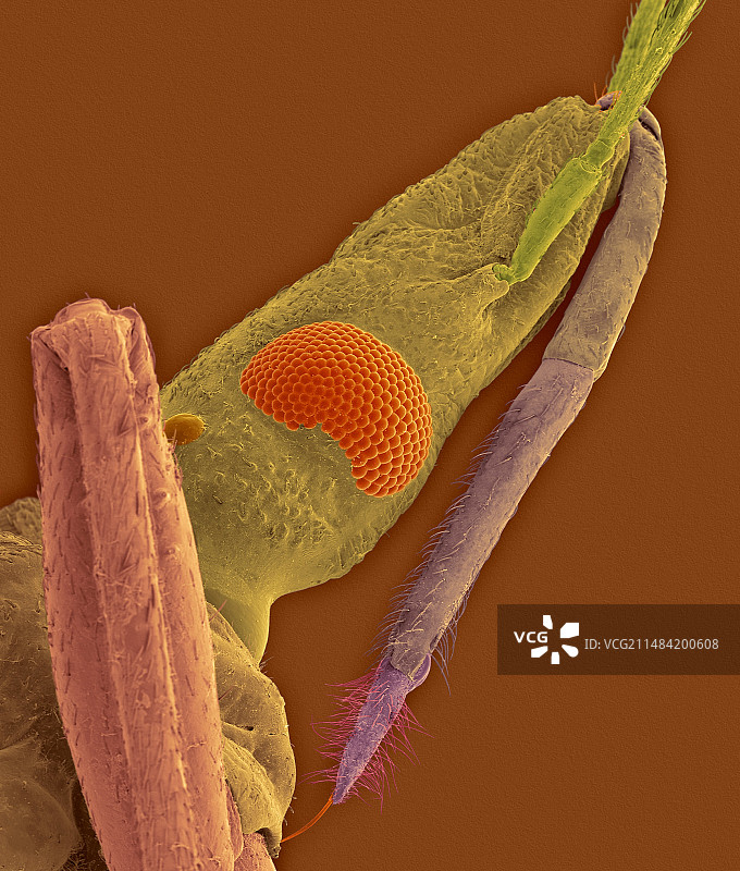 接吻虫，扫描电镜图片素材