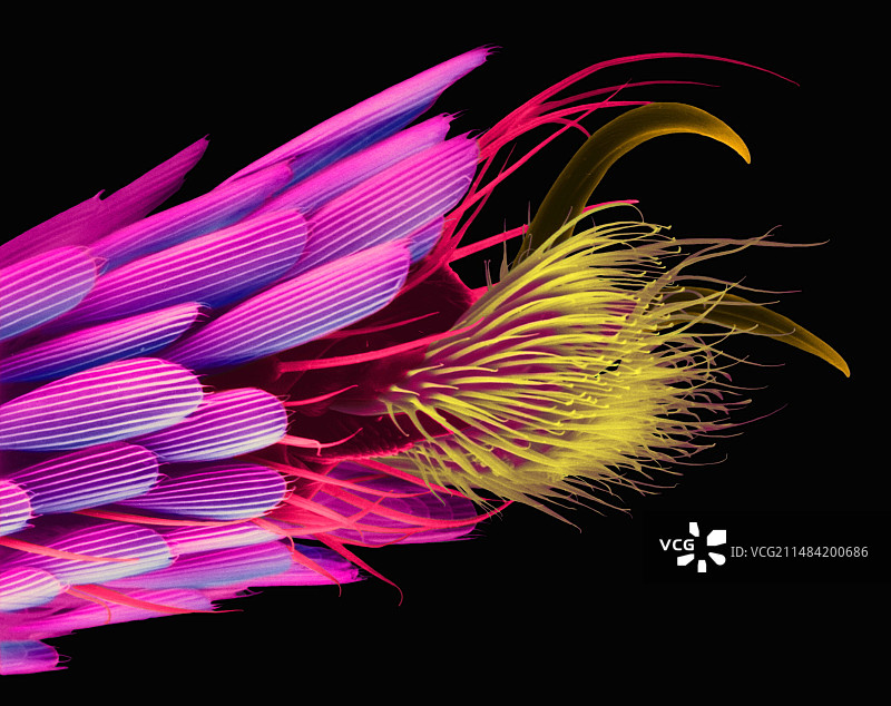 蚊子跗节和爪子的扫描电镜图图片素材