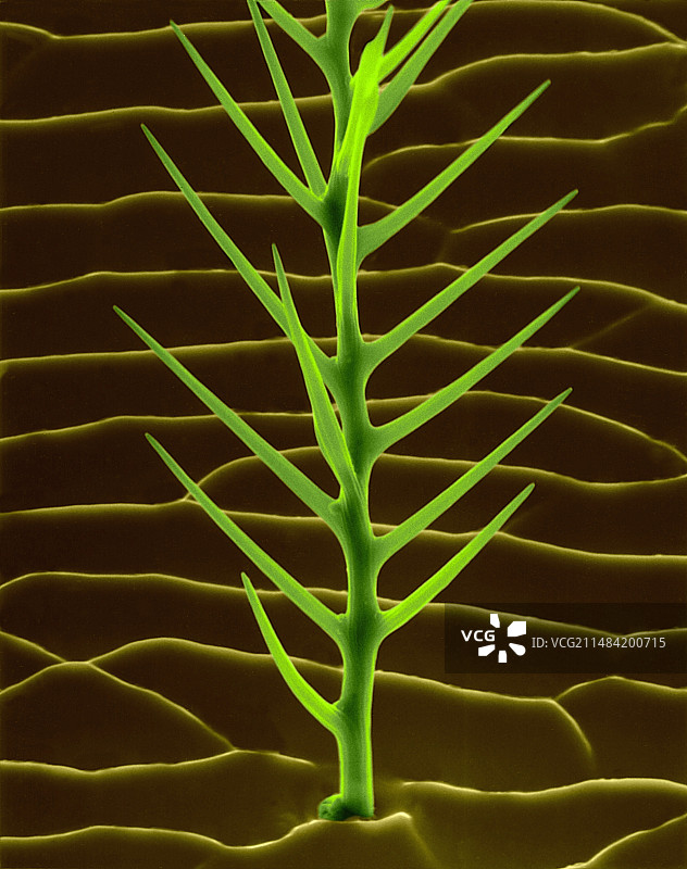 蜜蜂外骨骼分支刚毛扫描电镜图图片素材