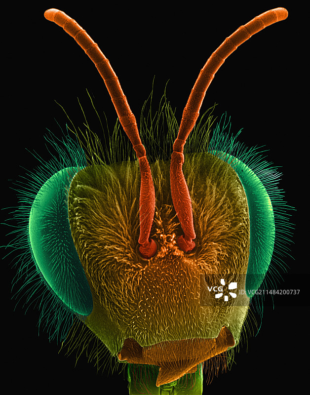 蜜蜂头部扫描电镜图图片素材