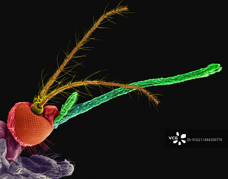 雌性蚊子扫描电镜图图片素材