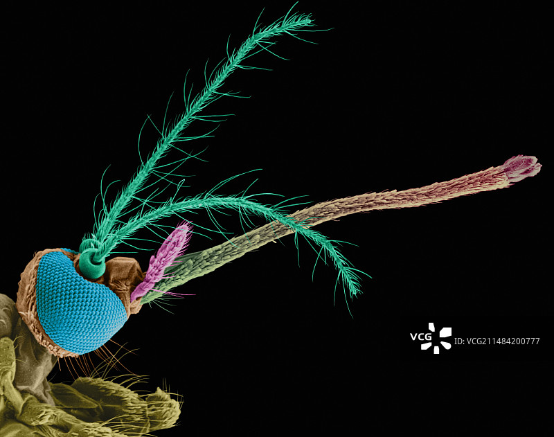 雌性蚊子扫描电镜图图片素材