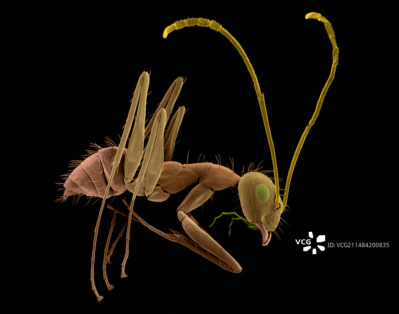 长角疯狂蚂蚁扫描电镜图图片素材