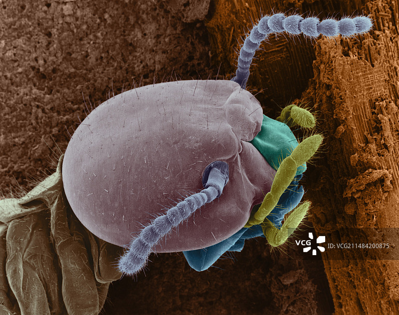 工蚁扫描电镜图图片素材