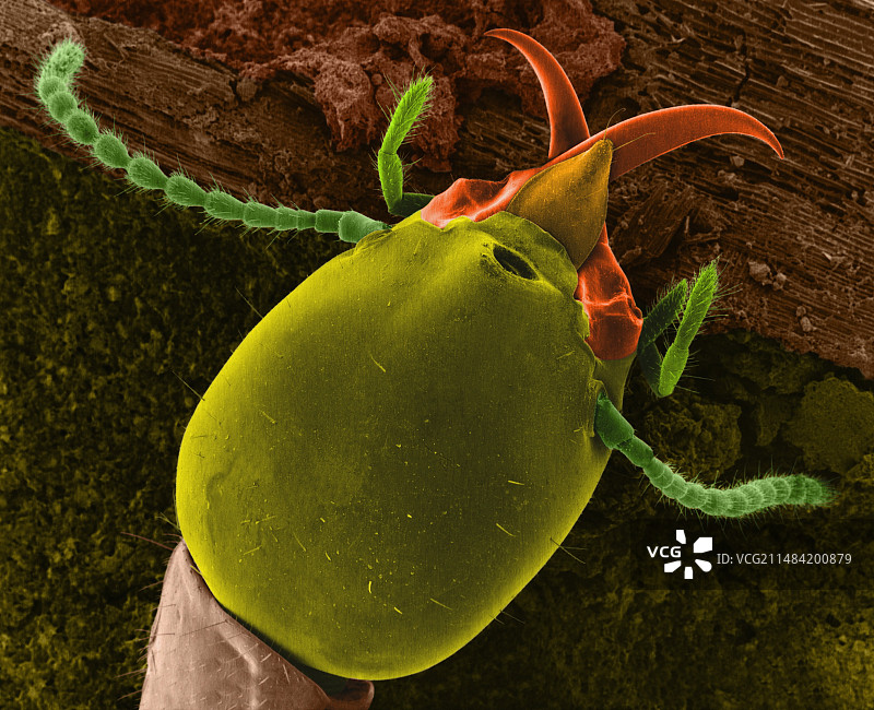 兵蚁，扫描电子显微镜图片素材