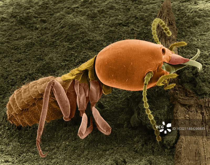 兵蚁，扫描电子显微镜图片素材