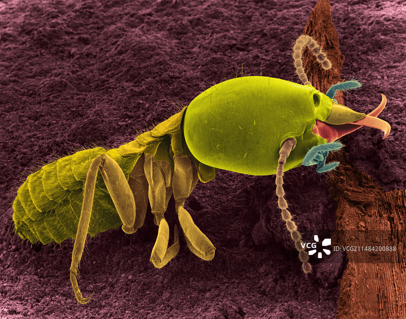 兵蚁，扫描电子显微镜图片素材