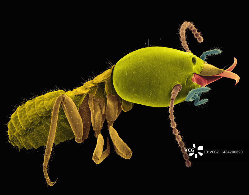 兵蚁，扫描电子显微镜图片素材