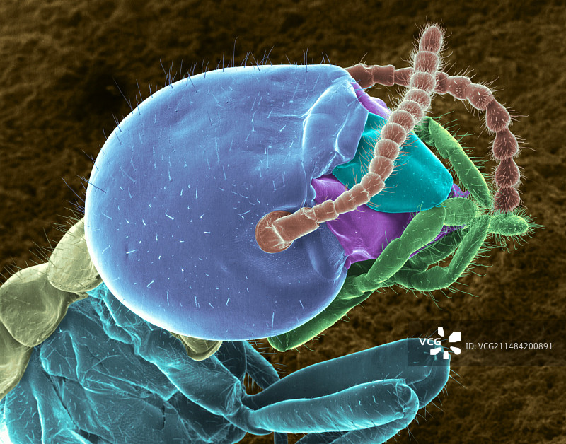 工蚁扫描电镜图图片素材