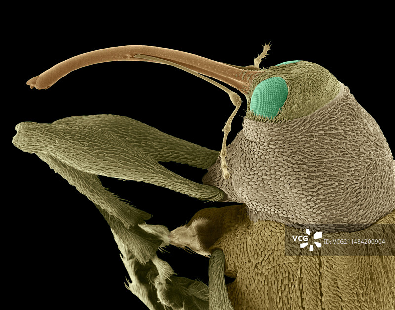 象鼻虫或坚果象鼻虫，扫描电镜图片素材