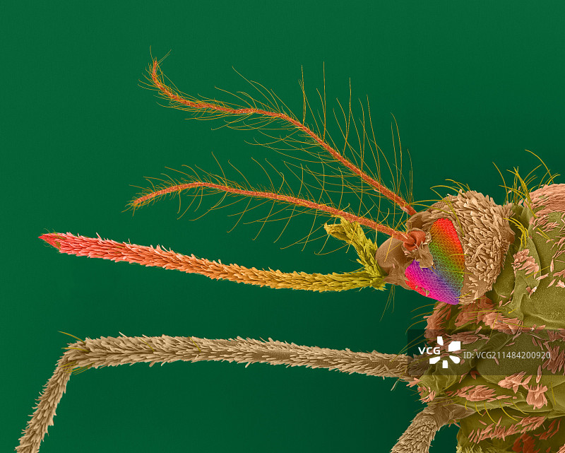 亚洲虎蚊雌蚊扫描电镜图图片素材