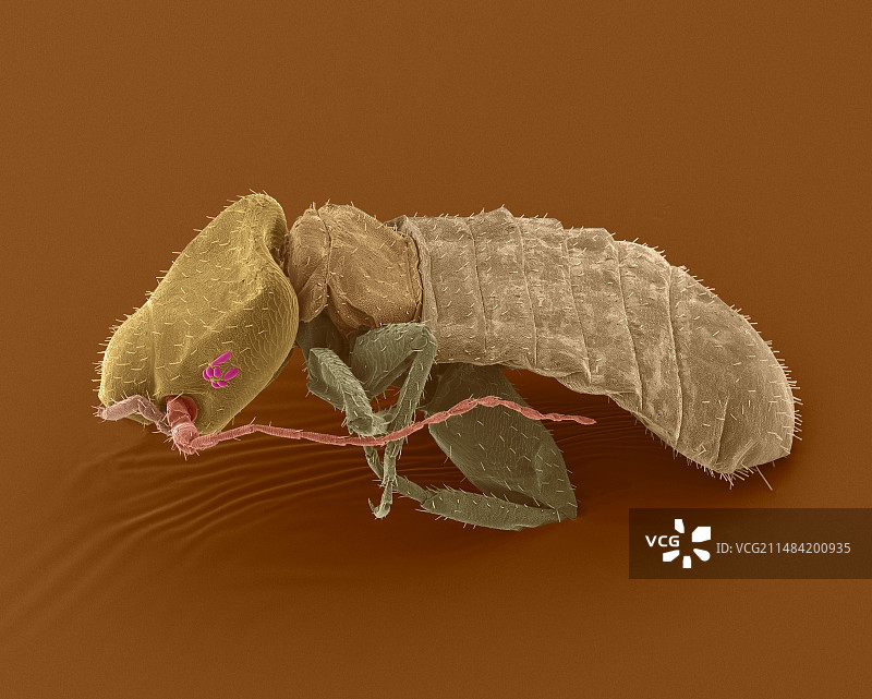 书虱，SEM图片素材