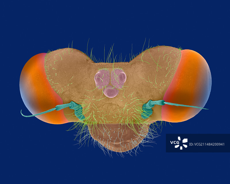 豆娘头部扫描电镜图图片素材