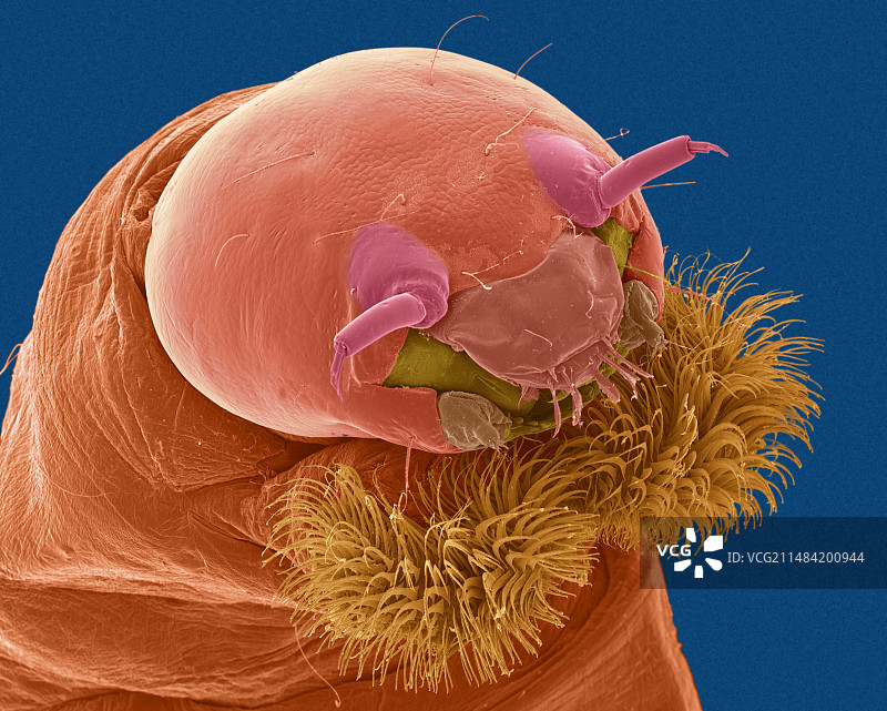 血虫头部，扫描电子显微镜图片素材