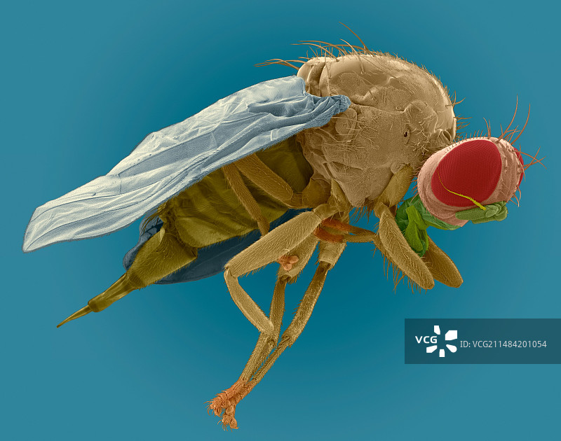 地中海果蝇（扫描电子显微镜）图片素材