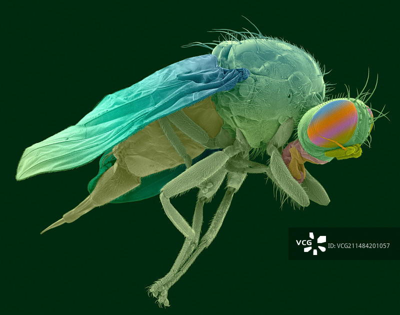 地中海果蝇（扫描电子显微镜）图片素材