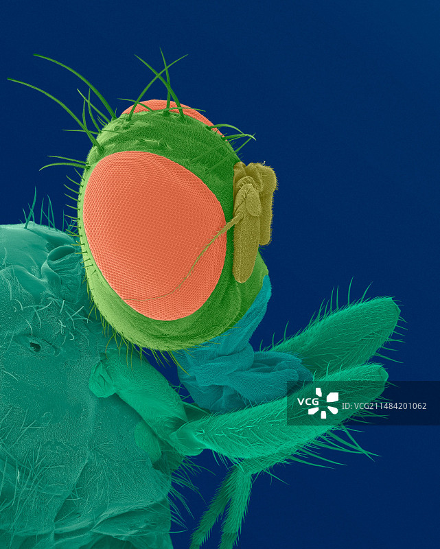 地中海果蝇头部扫描电镜照片图片素材