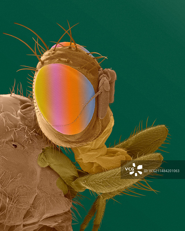 地中海果蝇头部扫描电镜照片图片素材