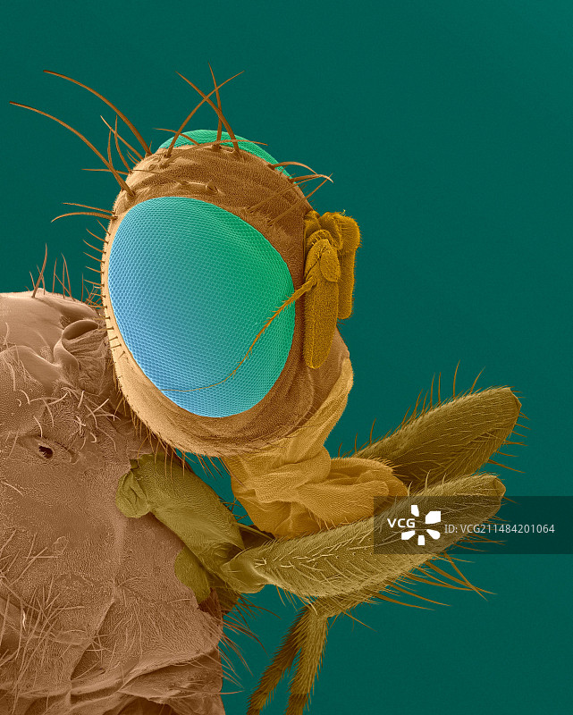 地中海果蝇头部扫描电镜照片图片素材