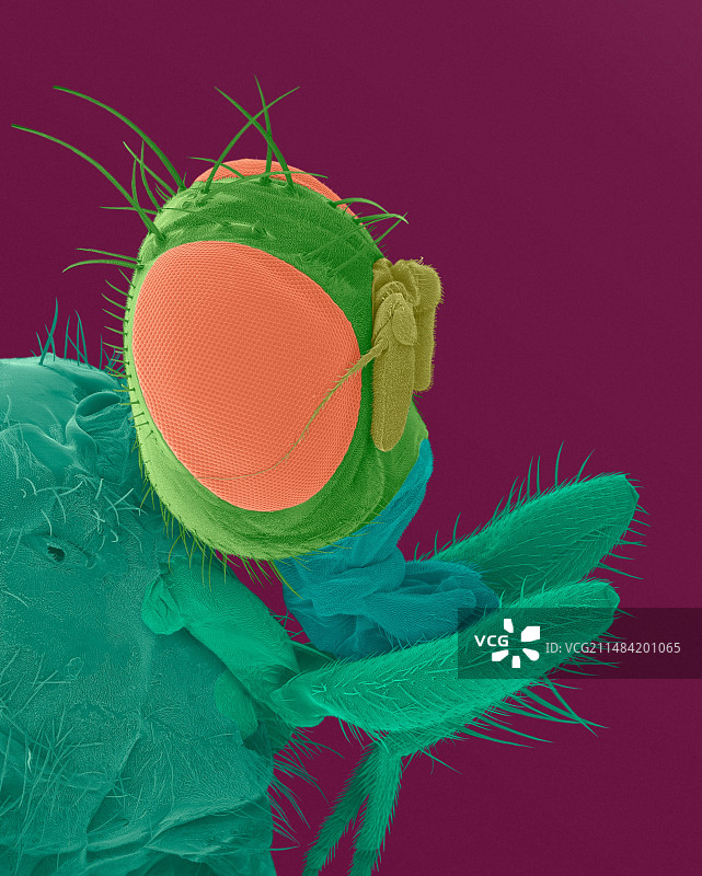 地中海果蝇头部扫描电镜照片图片素材